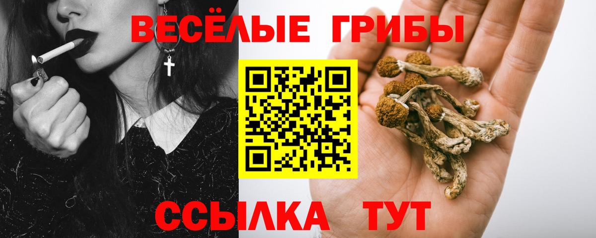 Галлюциногенные грибы Psilocybe Димитровград
